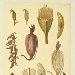 Epipactis palustris, marsh helliborine