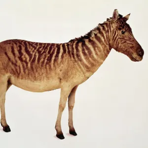 Equus quagga, quagga