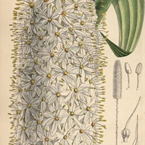 Eremurus himalaicus, white foxtail lily from the Himalayas
