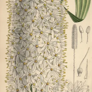 Eremurus himalaicus, white foxtail lily from the Himalayas