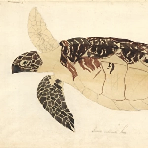 Eretmochelys imbricata, Hawksbill turtle