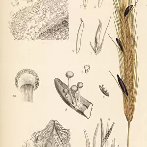 Ergot of rye, Claviceps purpurea