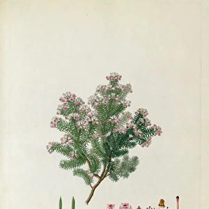 Erica taxifolia