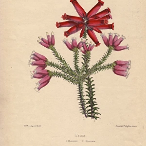 Erica varieties: pink Thomsonii and scarlet Mooreana heaths