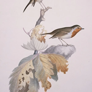 Erithacus rubecula, European Robin