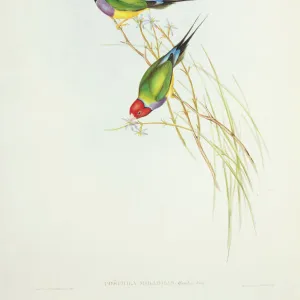 Erythrura gouldiae, Gouldian finch