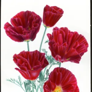 Eschscholzia Californica (Cherry Ripe Poppy)