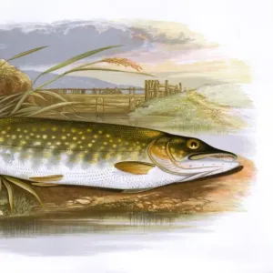 Northern Pike Print, Esox lucius, 1865. Art Prints, Posters