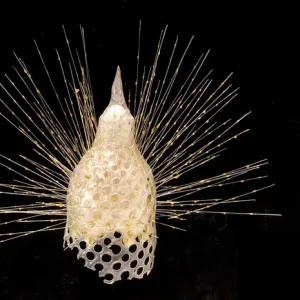 Eucyrtidium cranoides, radiolarian