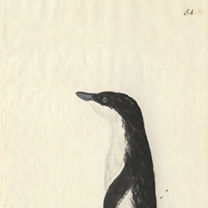 Eudyptula minor, little penguin