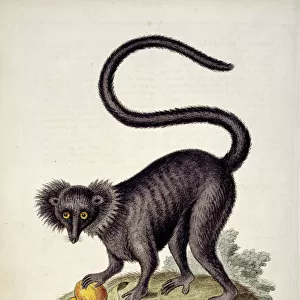 Eulemur macaco, black lemur