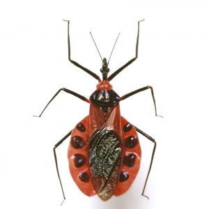 Eulyes illustris, assassin bug