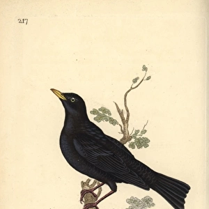 Eurasian blackbird, Turdus merula