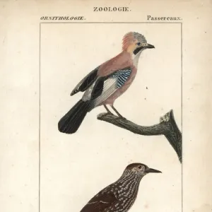 Eurasian jay, Garrulus glandarius, and spotted