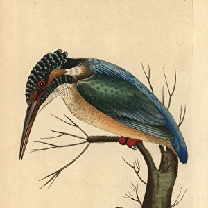 Eurasian kingfisher, Alcedo atthis