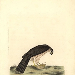 Eurasian sparrowhawk, Accipiter nisus (male)