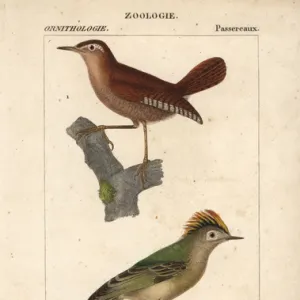 Eurasian wren, Troglodytes troglodytes