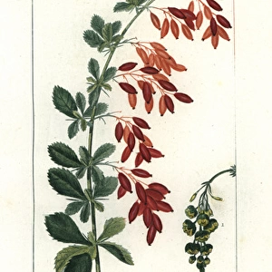 European barberry, Berberis vulgaris