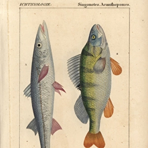 European barracuda or spit fish, Sphyraena