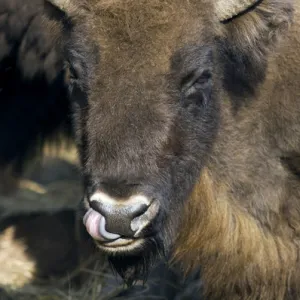 European Bison - adult female - cleaning its nostrils