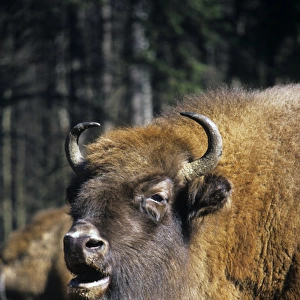 European Bison - adult female grazes with others in a herd