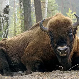 European Bison - large adult male bull lying down