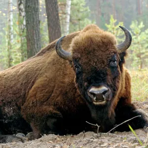 European Bison - large adult male bull lying down