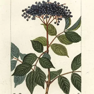 European black elderberry, Sambucus nigra