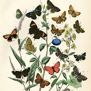 European Butterflies