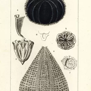 European edible sea urchin, Echinus esculentus