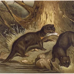 European Otter C1840