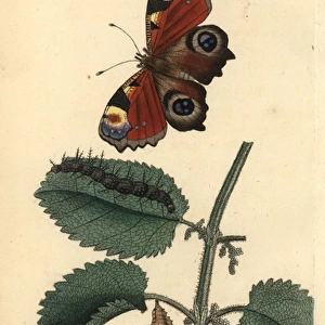 European peacock butterfly, Inachis io, caterpillar