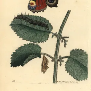 European peacock butterfly, Inachis io, caterpillar