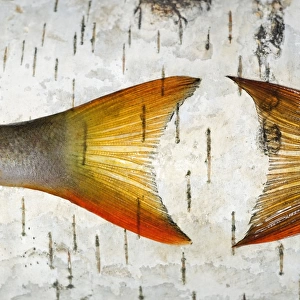 European Perch - two fish-tails placed on a birch-tree