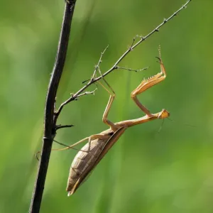 European / Praying Mantis - hides in long grasses