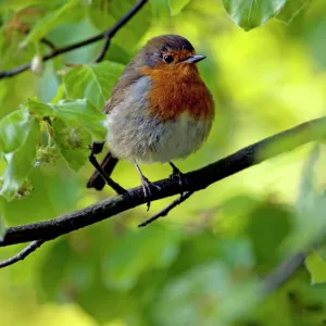 European Robin - adult - rests in European / Common