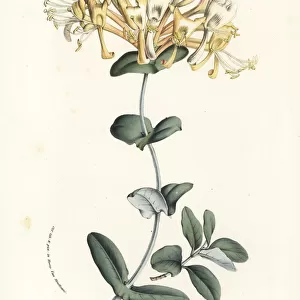 Evergreen honeysuckle, Lonicera splendida
