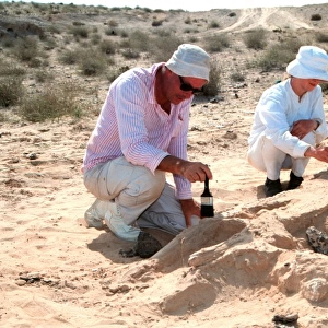 Excavations, Abu Dhabi