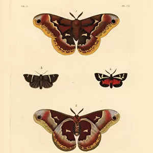 Exotic moths including the female promethea silkworm