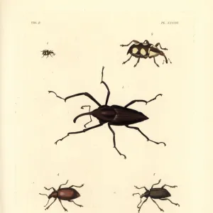 Exotic weevils