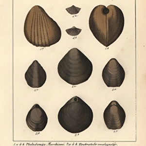 Extinct bivalve mollusks: Pholadomya and Terebratula species
