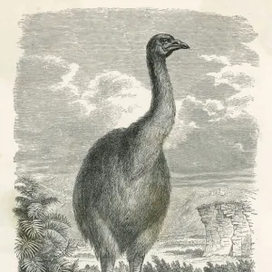 Extinct dinornis or moa, aepyornis ingens