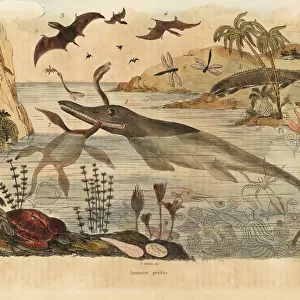 Extinct dinosaurs, ichthyosaur, plesiosaur, pterodactyl, etc