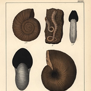 Extinct fossil gastropods: Ammonites Parkinsoni