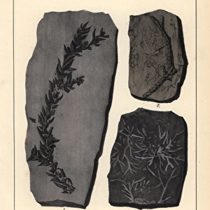 Extinct fossil plants: Araucaria, Cauterpites