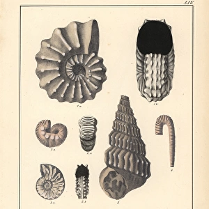 Extinct gastropods and mollusks: Ammonites