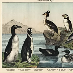 Extinct greak auk, puffin and emperor penguin