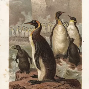 Extinct New Zealand giant penguin