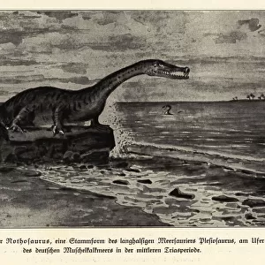 Extinct Nothosaurus, mid-Triassic period