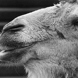 Face of a very handsome camel